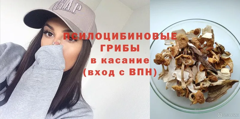 площадка какой сайт  Заинск  Псилоцибиновые грибы Cubensis 